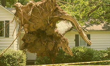 Storm & Major Event Damage; Fallen tree on house roof